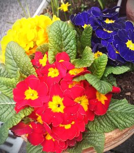 Frühlingsbote Weißburgunder